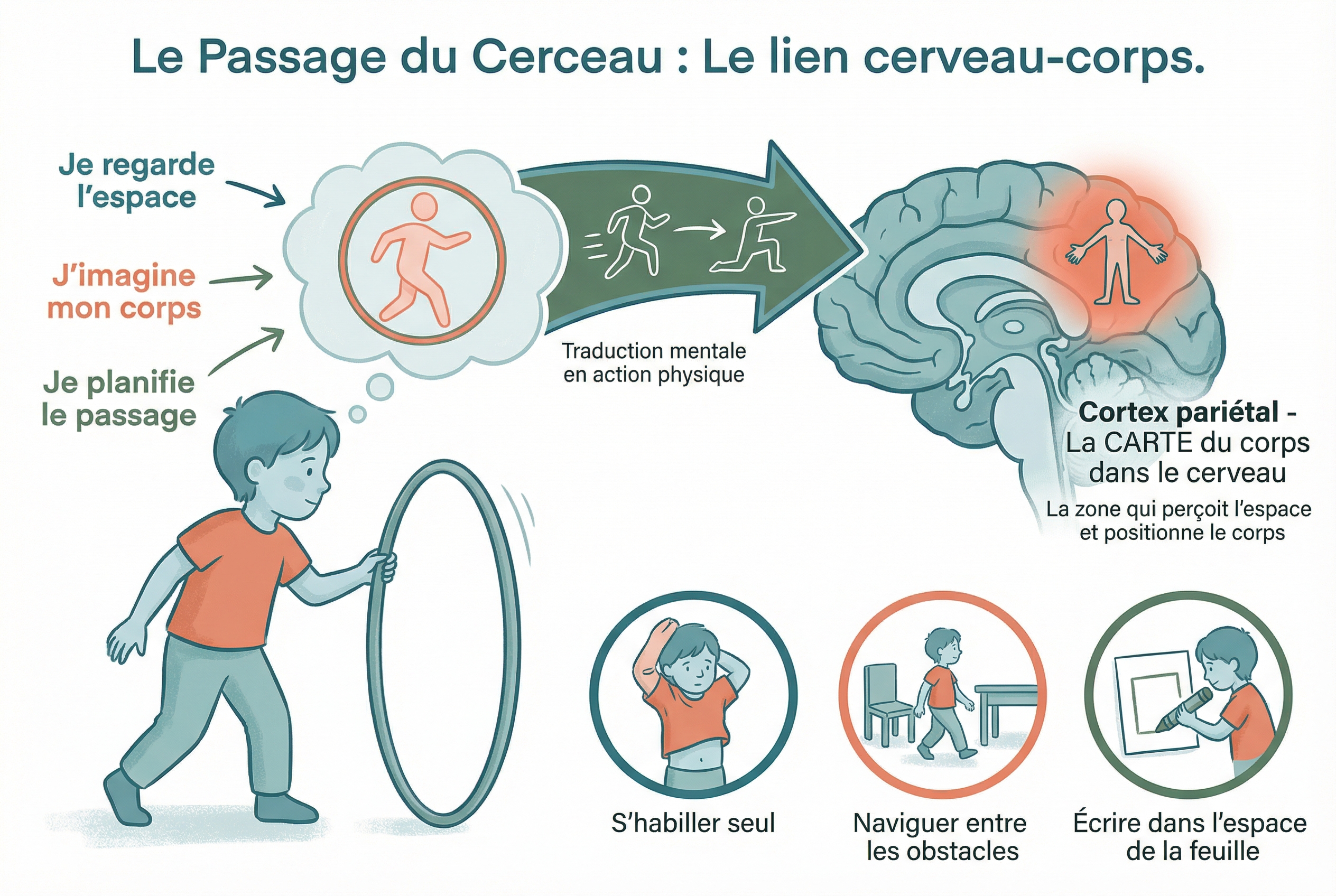 Schéma cerveau